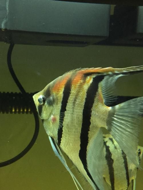 提供幾張魚鰭根部紅腫充血的圖片，如何預防魚鰭根部紅腫充血