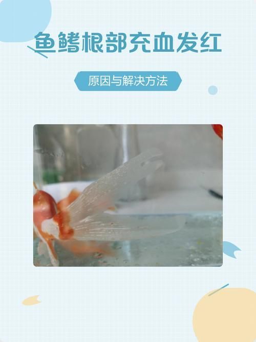 提供幾張魚鰭根部紅腫充血的圖片，如何預防魚鰭根部紅腫充血