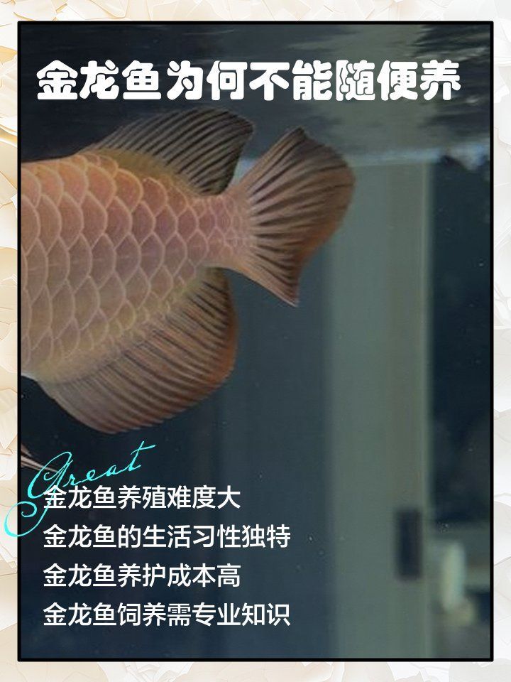 紅龍和金龍哪個更值得購買，紅龍和金龍魚的飼養對比清單，紅龍魚和金龍魚哪個更值得購買