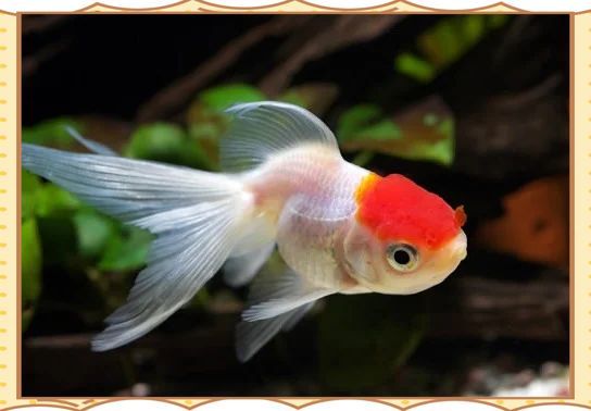 金魚受傷后多久開始自愈