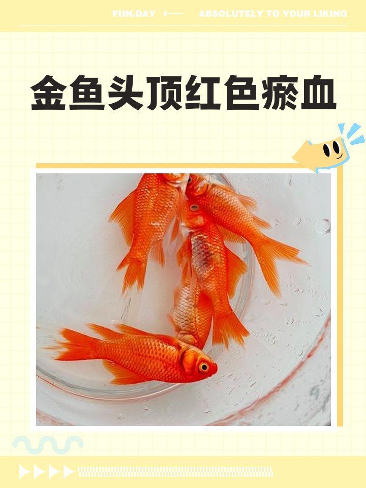 魚頭充血病有哪些治療方法