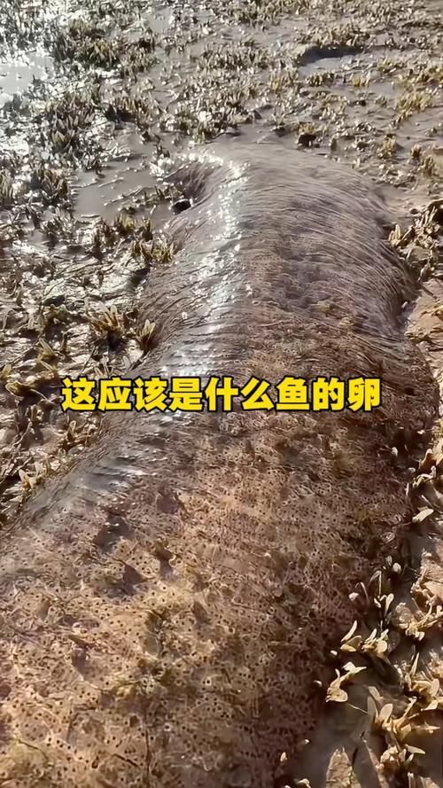 能提供更多關于魚類啄食魚卵的圖片嗎