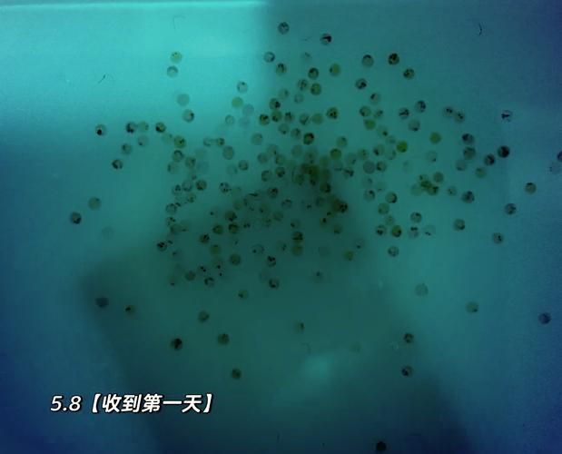 能提供更多關于魚類啄食魚卵的圖片嗎