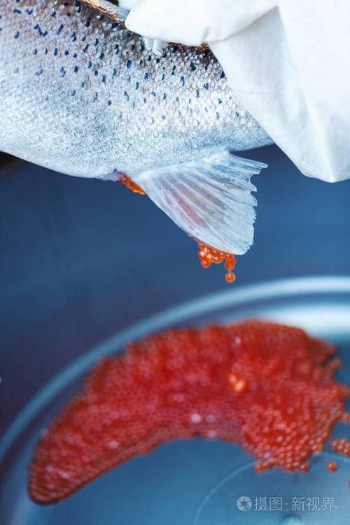 能提供更多關于魚類啄食魚卵的圖片嗎