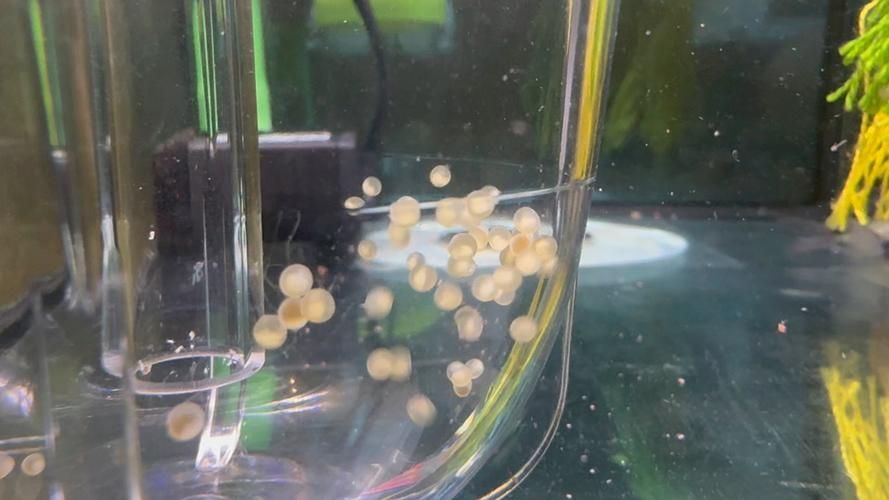 能提供更多關于魚類啄食魚卵的圖片嗎