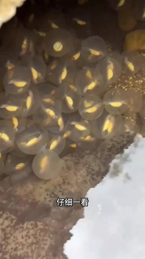能提供更多關于魚類啄食魚卵的圖片嗎