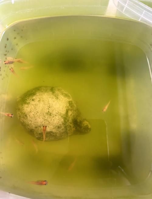能提供更多關于魚類啄食魚卵的圖片嗎