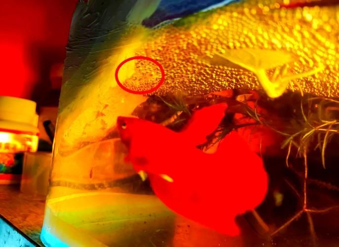 能提供更多關于魚類啄食魚卵的圖片嗎