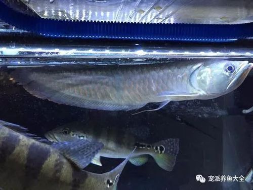 這幾家龍魚都有哪些品種