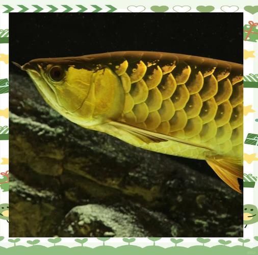 這幾家龍魚都有哪些品種