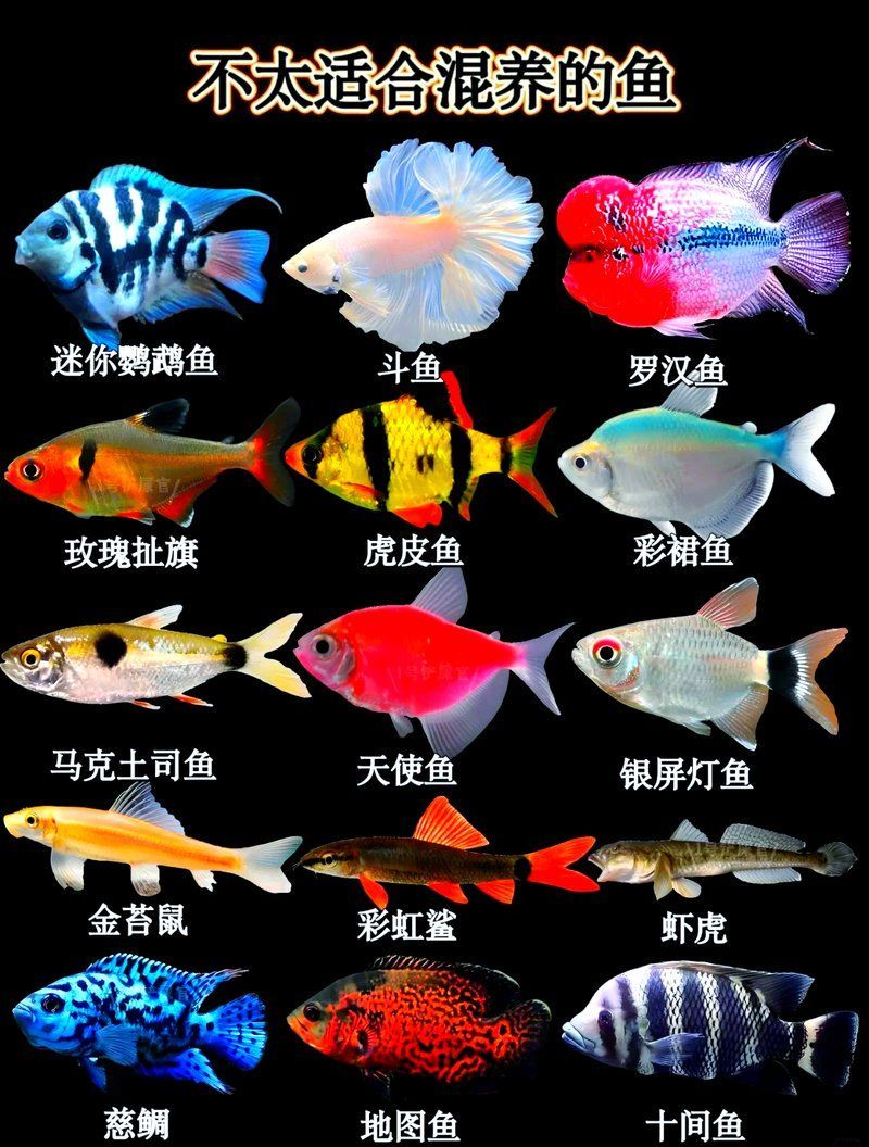 有哪些魚不適合混養，18種不適合混養的魚類類型，混養時需要注意哪些事項