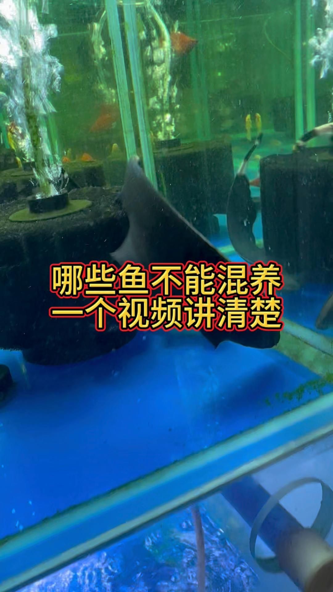 有哪些魚不適合混養，18種不適合混養的魚類類型，混養時需要注意哪些事項