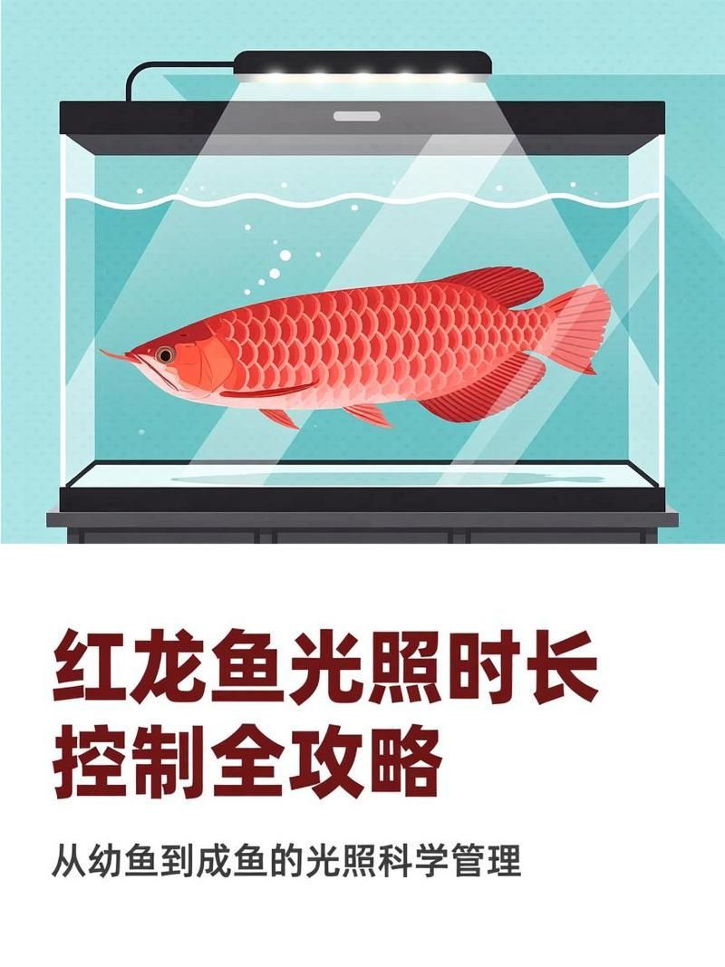 紅龍光照條件與發色關系，紅龍魚光照分階段攻略|養出好狀態