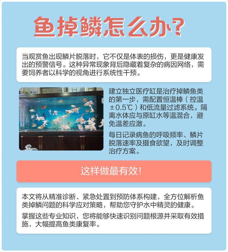 龍魚松鱗了最簡單三個(gè)小妙招，關(guān)于龍魚松鱗的一些建議