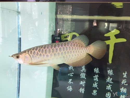 李亞四古典過背金龍，李亞四古典過背金龍有哪些顏色表現