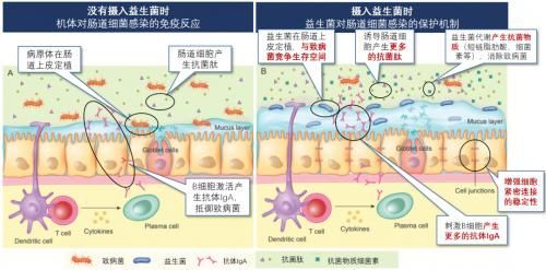 有哪些天然方法預防海水魚細菌感染，天然方法預防海水魚感染