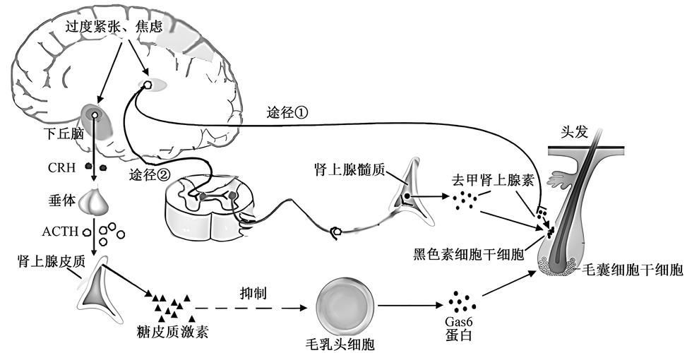 水質性眼膜如何調整pH，水質性眼膜如何補充“ph調節原理動畫”類 水質性眼膜如何調整pH，水質性眼膜如何補充“ph調節原理動畫”類 龍魚百科 第6張