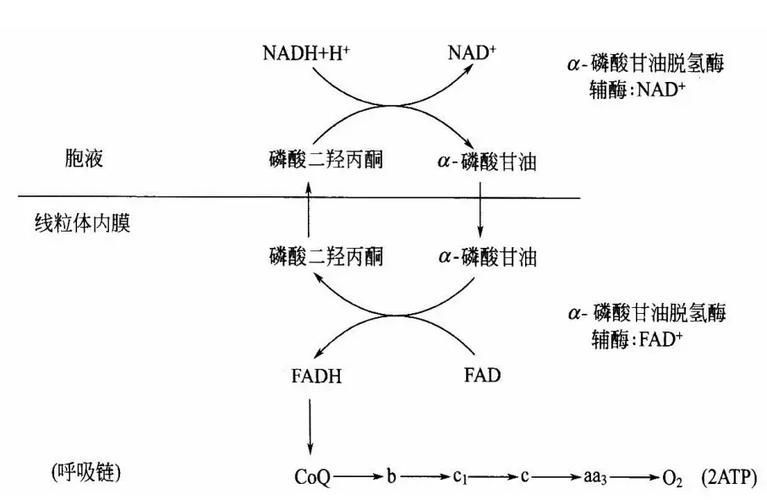 水質性眼膜如何調整pH，水質性眼膜如何補充“ph調節(jié)原理動畫”類