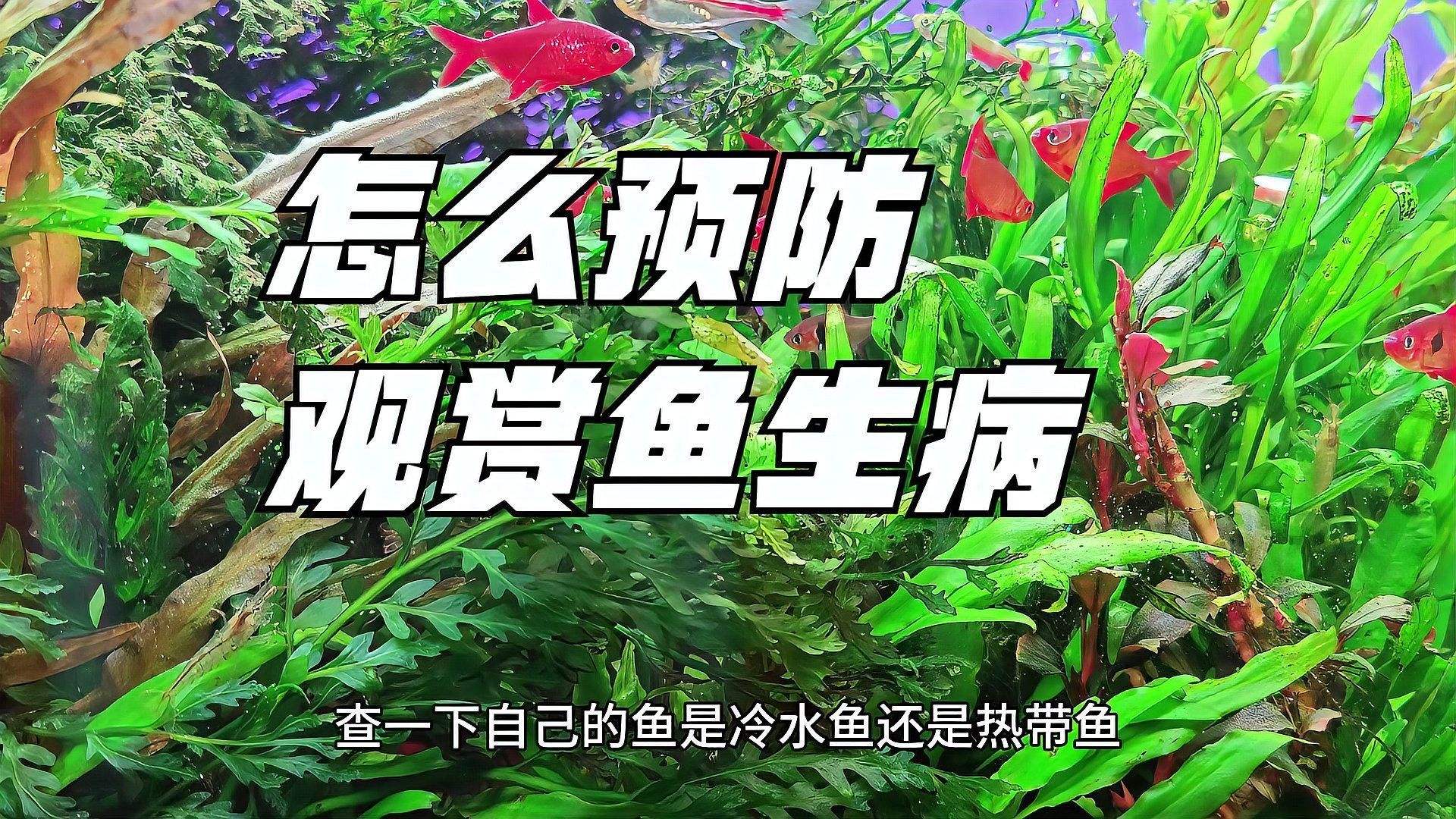 有哪些方法可以預防魚病，如何預防魚病？