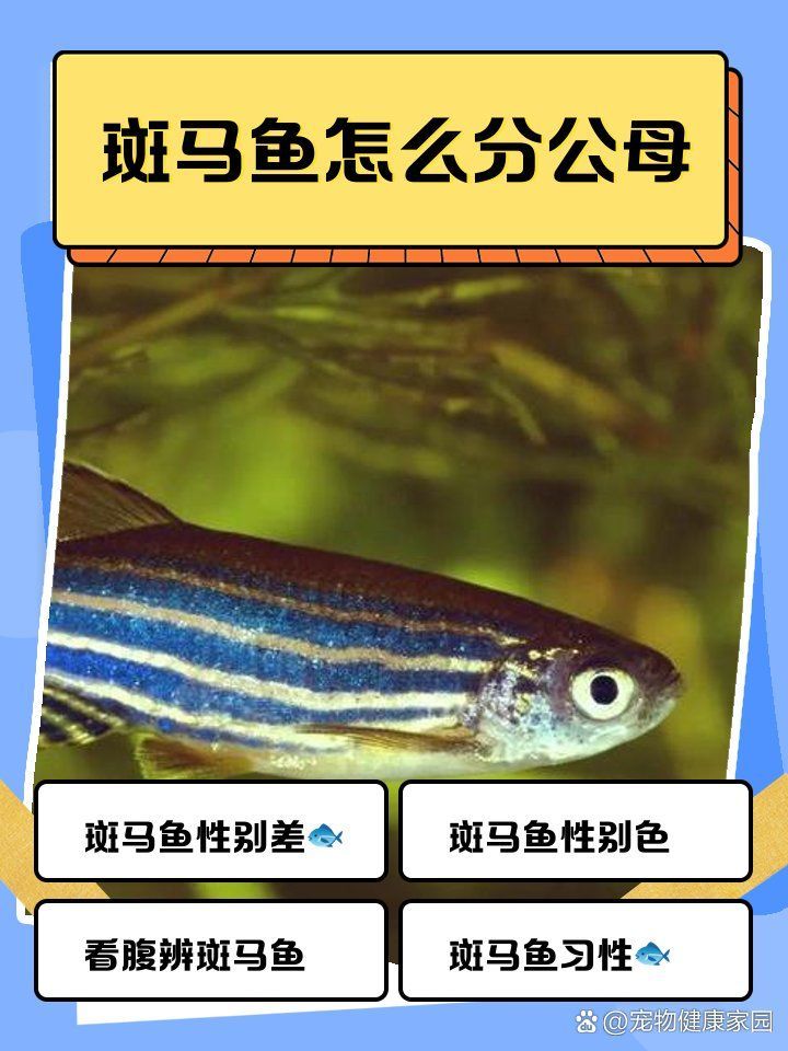 斑馬魚公母哪個更受歡迎，斑馬魚公母哪個更受歡迎，