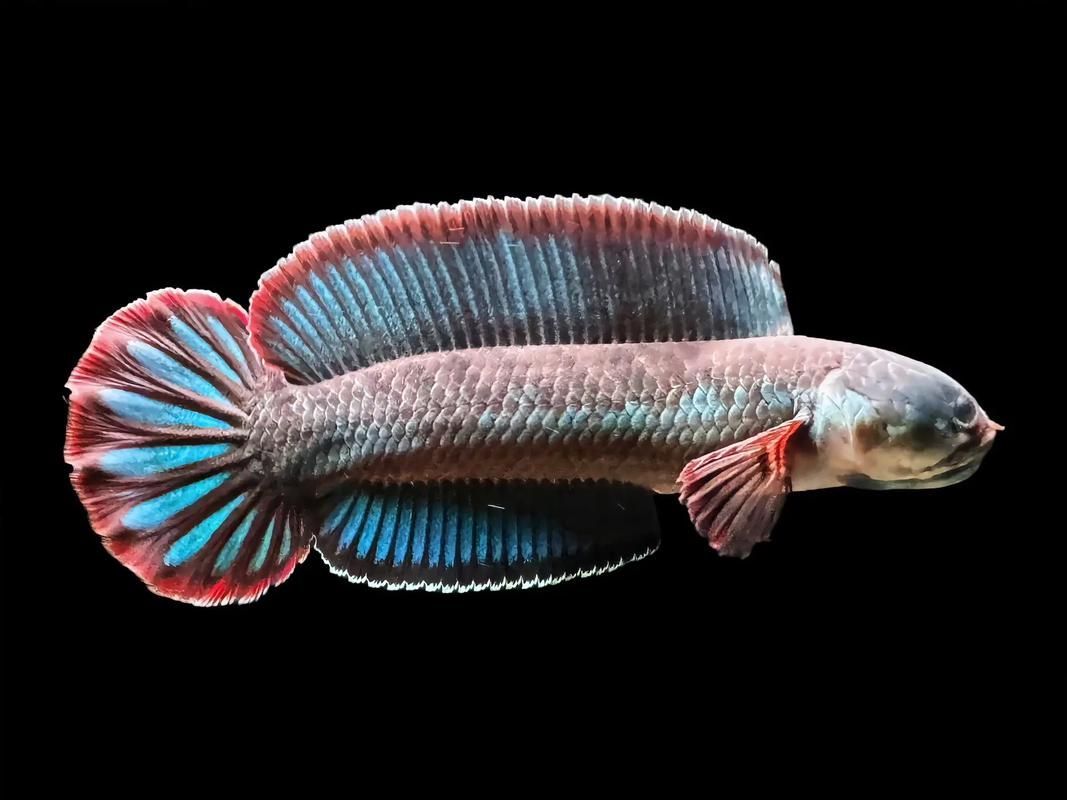 給我一些拍攝雷龍魚的照片，如何拍攝雷龍魚的照片