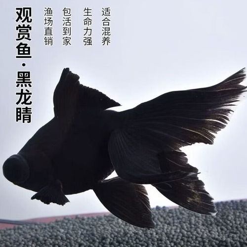 黑龍睛金魚的價格是多少，黑龍睛金魚價格是多少