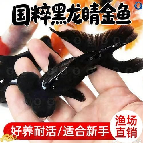 黑龍睛金魚的價格是多少，黑龍睛金魚價格是多少