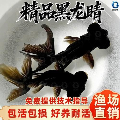 黑龍睛金魚的價格是多少，黑龍睛金魚價格是多少