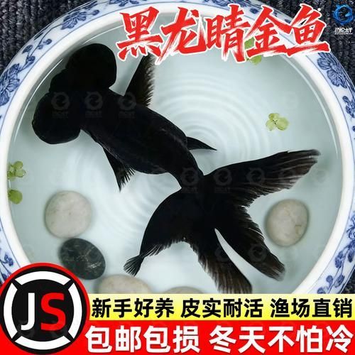 黑龍睛金魚的價格是多少，黑龍睛金魚價格是多少