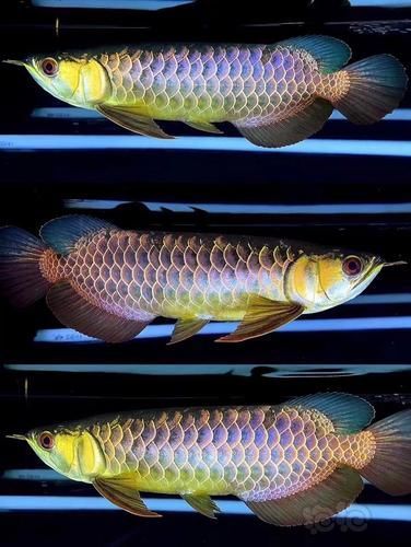 如何辨別武吉美拉金龍魚的純度？，如何判斷武吉美拉金龍魚的純度？