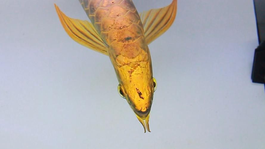 如何辨別武吉美拉金龍魚的純度？，如何判斷武吉美拉金龍魚的純度？