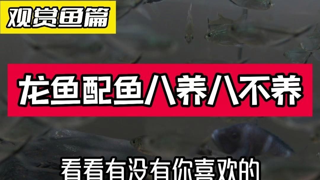 除了以上三種魚，還有哪些魚不適合與龍魚混養？，不適合與龍魚混養的魚類
