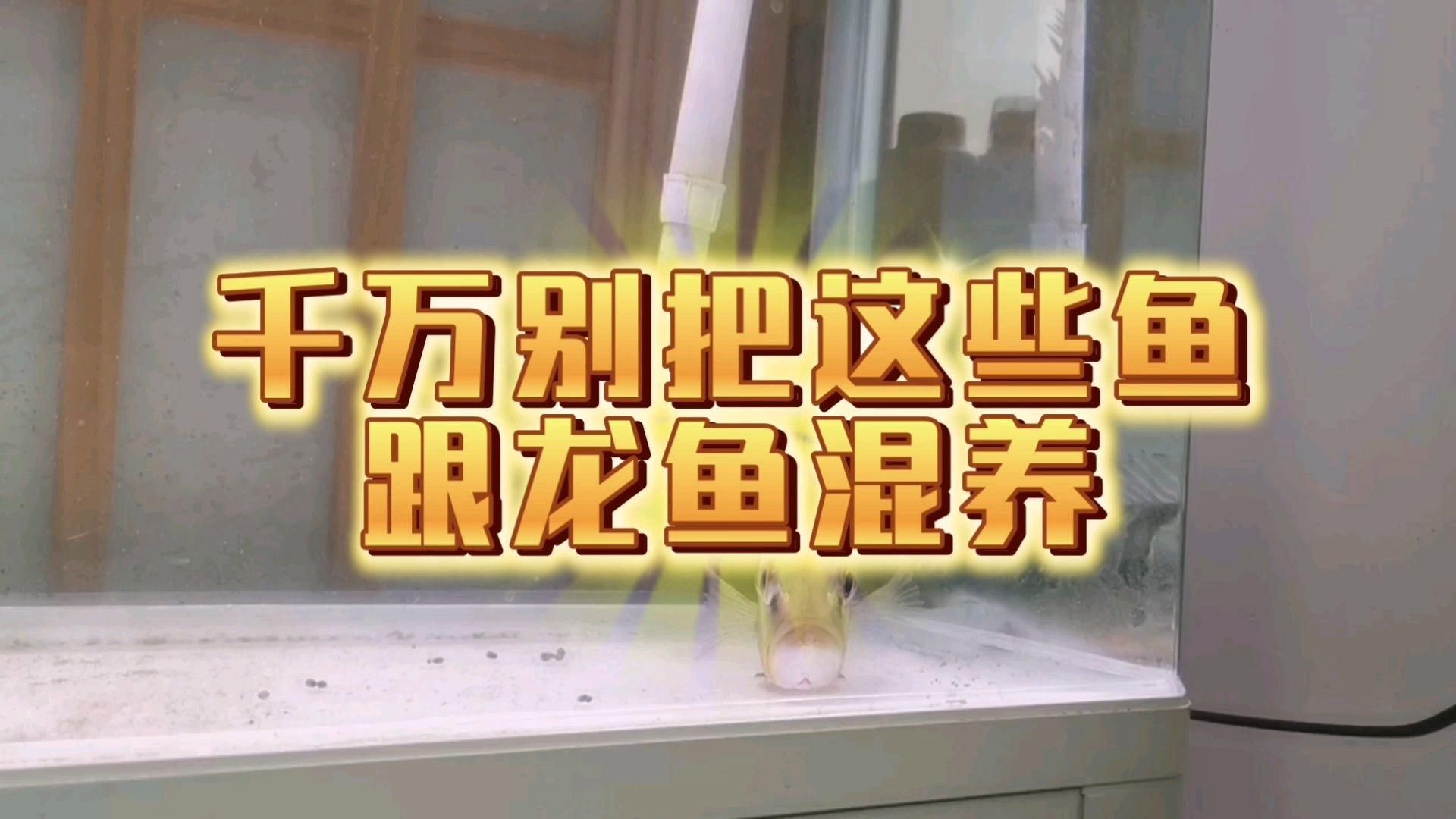 除了以上三種魚，還有哪些魚不適合與龍魚混養？，不適合與龍魚混養的魚類