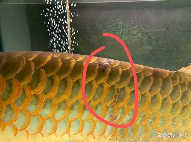 如何判斷紅龍魚鰓蓋損傷程度