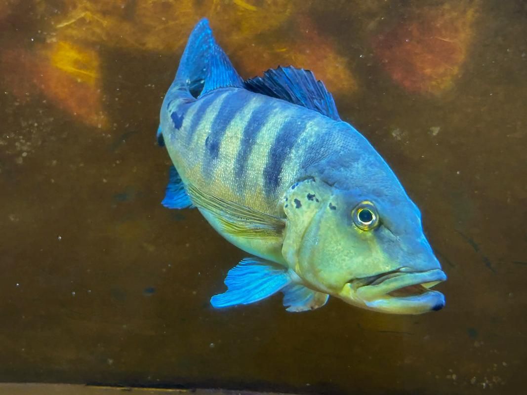 申古三間魚多久發(fā)一次色？，申古三間魚多久發(fā)一次色