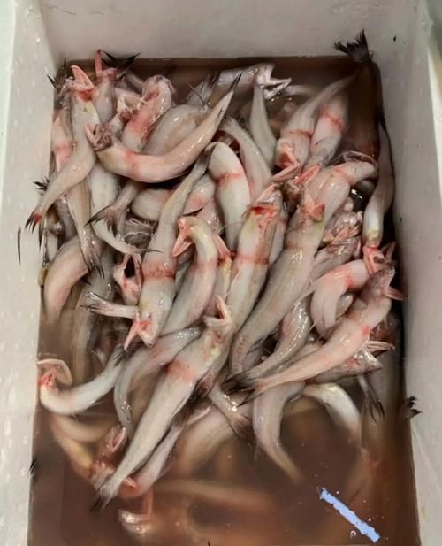 申古三間魚多久發(fā)一次色？，申古三間魚多久發(fā)一次色