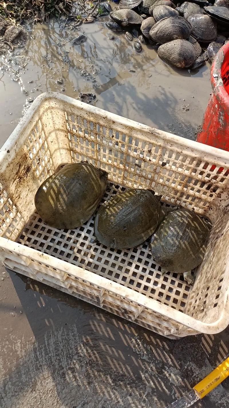 懷遠(yuǎn)龍魚養(yǎng)殖有哪些成功案例？，安徽懷遠(yuǎn)龍魚養(yǎng)殖成功案例：懷遠(yuǎn)龍魚養(yǎng)殖成功案例