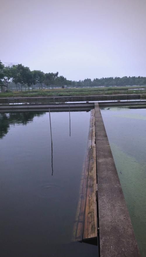 懷遠(yuǎn)龍魚養(yǎng)殖有哪些成功案例？，安徽懷遠(yuǎn)龍魚養(yǎng)殖成功案例：懷遠(yuǎn)龍魚養(yǎng)殖成功案例