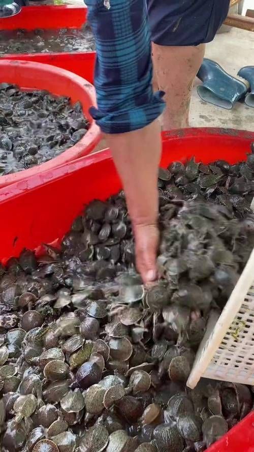 懷遠(yuǎn)龍魚養(yǎng)殖有哪些成功案例？，安徽懷遠(yuǎn)龍魚養(yǎng)殖成功案例：懷遠(yuǎn)龍魚養(yǎng)殖成功案例