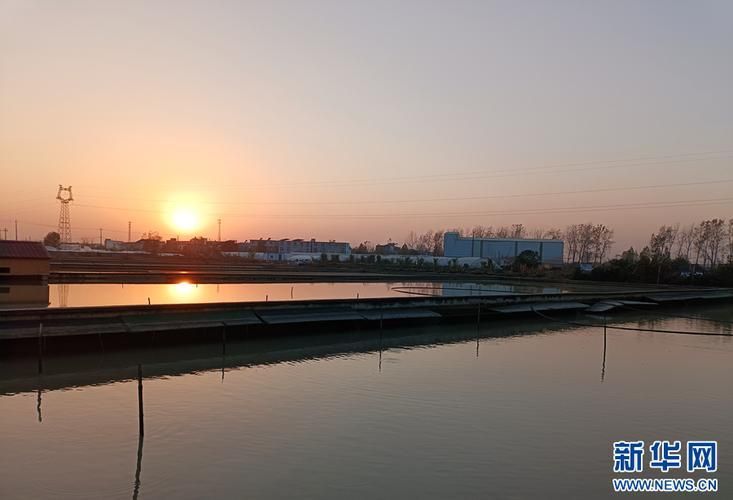 懷遠(yuǎn)龍魚養(yǎng)殖有哪些成功案例？，安徽懷遠(yuǎn)龍魚養(yǎng)殖成功案例：懷遠(yuǎn)龍魚養(yǎng)殖成功案例