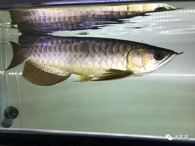 如何測試龍魚魚缸的水質參數？，如何測試龍魚 如何測試龍魚魚缸的水質參數？，如何測試龍魚 龍魚百科 第3張