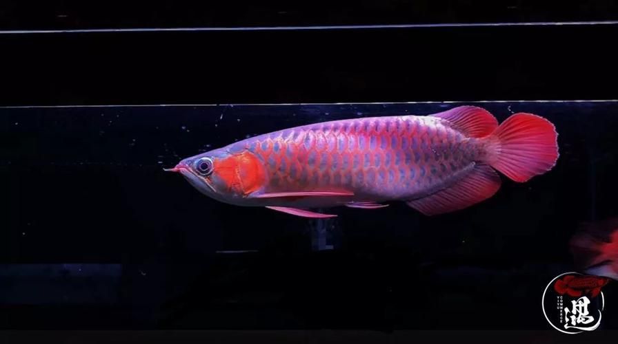 如何測試龍魚魚缸的水質參數？，如何測試龍魚 如何測試龍魚魚缸的水質參數？，如何測試龍魚 龍魚百科 第4張