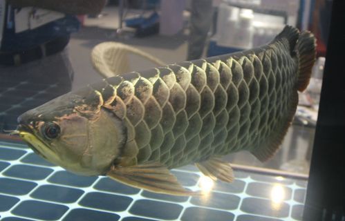 如何測試龍魚魚缸的水質參數？，如何測試龍魚 如何測試龍魚魚缸的水質參數？，如何測試龍魚 龍魚百科 第5張