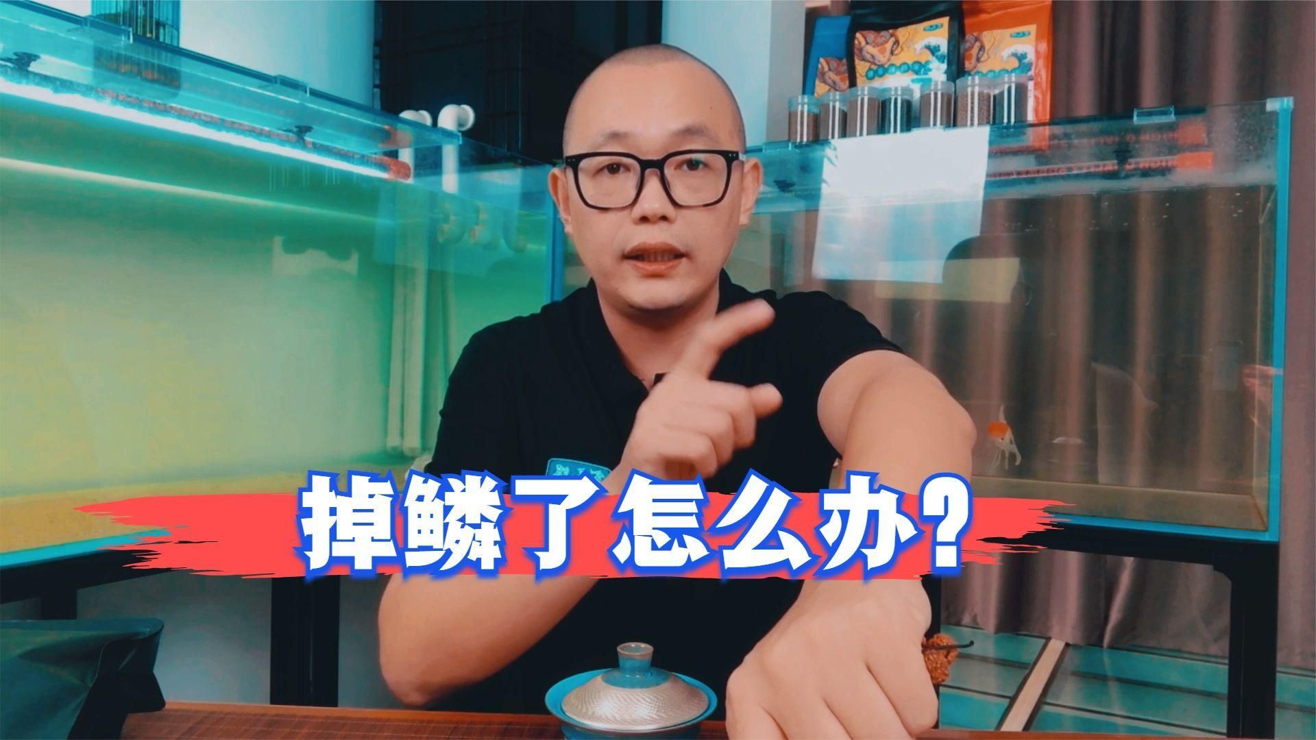金魚魚鱗掉了能恢復嗎，金魚的鱗片掉了能恢復嗎