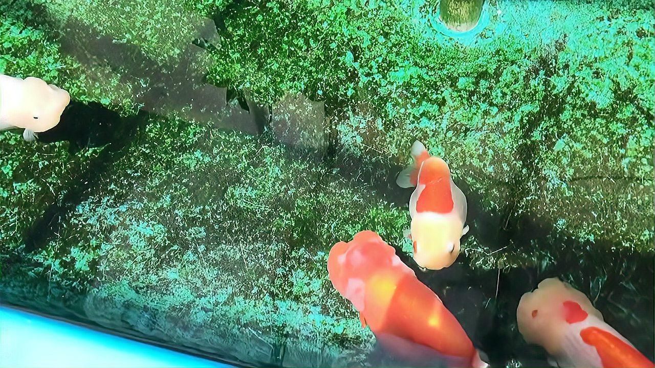 金魚魚鱗掉了能恢復嗎，金魚的鱗片掉了能恢復嗎