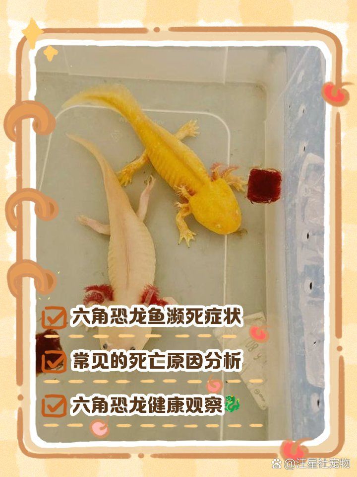 如何判斷龍魚是否死亡（跳缸、浮頭等），如何判斷龍魚是否死亡