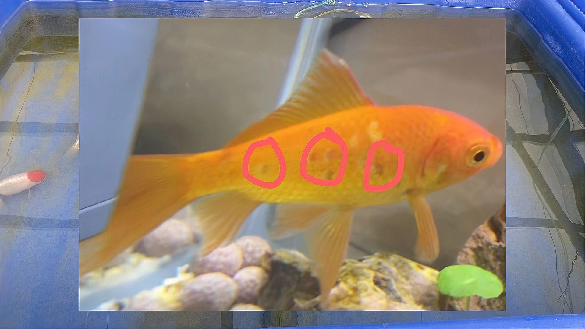 如何預防金魚魚鱗脫落，金魚掉鱗片的原因及解決方法