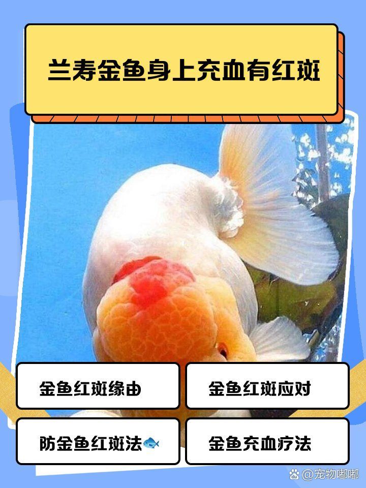 魚身上發紅會自己好嗎，觀賞魚紅斑病自愈判斷與處理流程圖