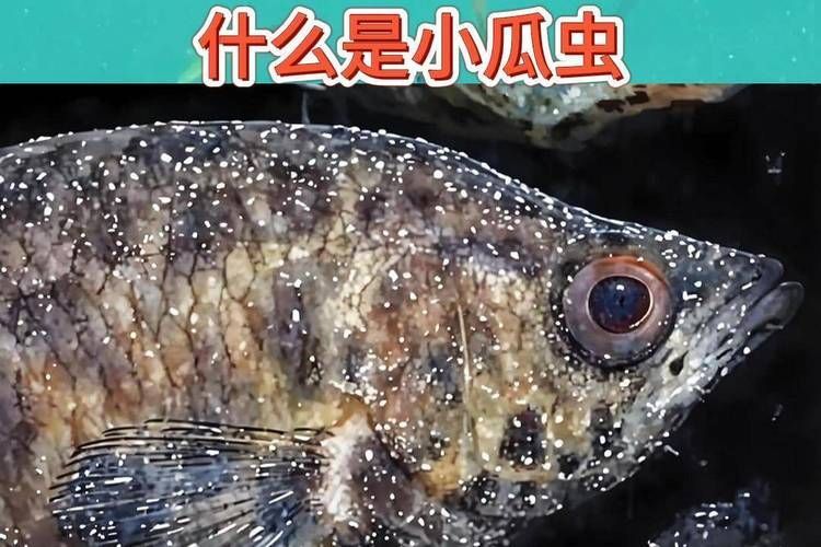 金魚寄生蟲有哪些種類，金魚寄生蟲種類繁多，主要包括以下幾種