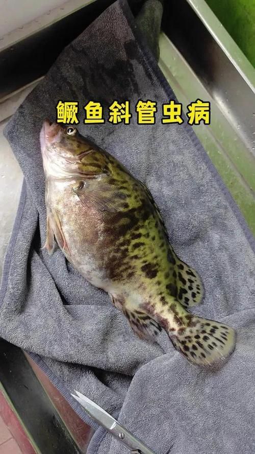 金魚寄生蟲有哪些種類，金魚寄生蟲種類繁多，主要包括以下幾種